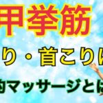 肩甲挙筋